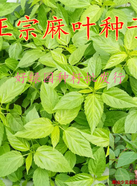 潮汕特产 凉拌麻叶种子 青麻样 散装新采收种子 高出芽品种红麻叶