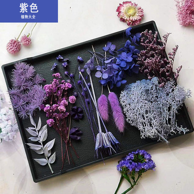 紫色系永生花真植物干花材料