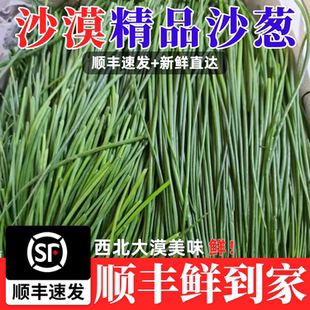新鲜沙葱酒店餐厅饭店菜店食材西北特色蔬菜饺子馅料凉菜顺丰包邮