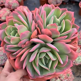 10个绮罗 多肉植物无根砍头苗肉肉种苗小苗花卉绿植皮实 新手好养