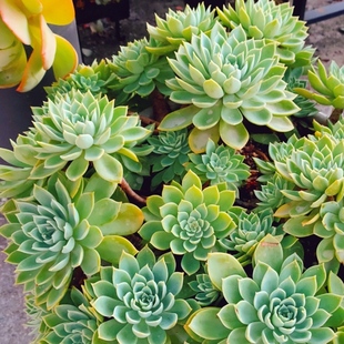 3颗三色堇 莲花座多肉植物穴盘苗无根砍头苗种苗小苗盆栽花卉绿植