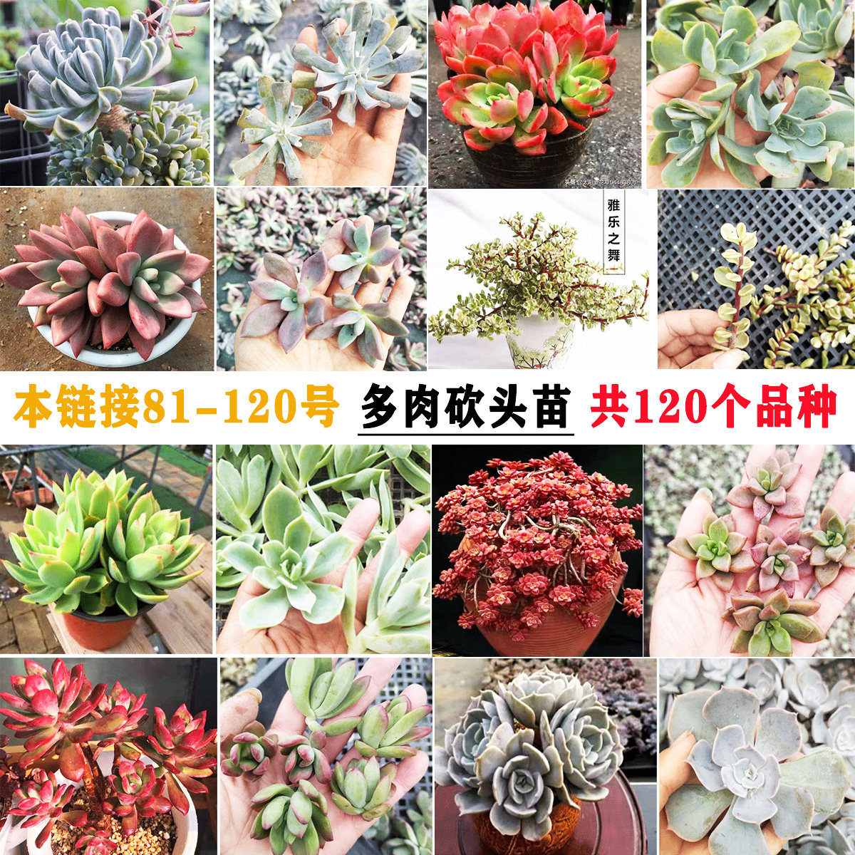 20颗 81-120号多肉植物无根砍头苗 肉肉种苗绿植盆栽组合紫乐易养