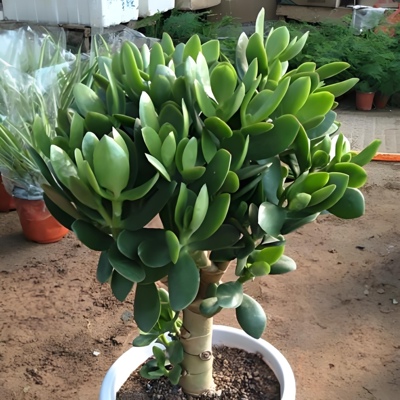 10个玉树 多肉植物无根砍头苗种苗肉肉盆栽易养活 能长成一颗树！