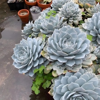 很仙很美的薄叶蓝鸟多肉植物