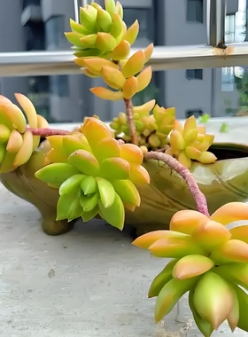 10个黄丽 经典多肉植物无根砍头苗种苗肉肉小苗盆栽 黄色好养易活