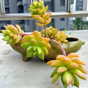 10个黄丽 经典多肉植物无根砍头苗种苗肉肉小苗盆栽 黄色好养易活