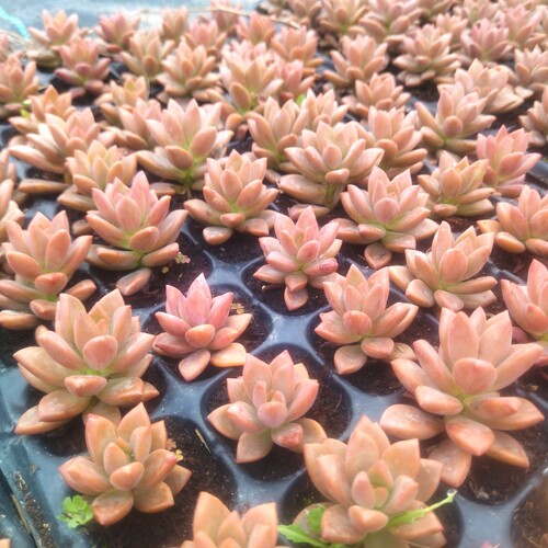 10颗姬胧月 多肉植物砍头苗耐寒耐晒好养肉肉小盆栽 易养成悬崖桩