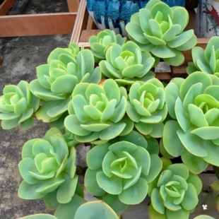 10个碧桃 多肉植物无根砍头苗种苗肉肉盆栽特价易养活 能长很大！