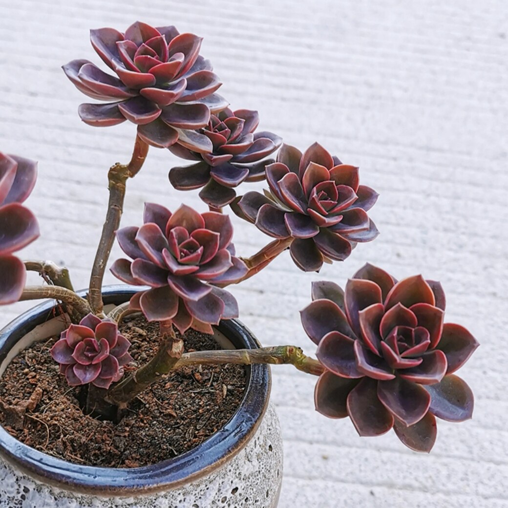 3颗 巧克力方砖 多肉植物穴盘苗无根砍头苗种苗小苗盆栽花卉新手