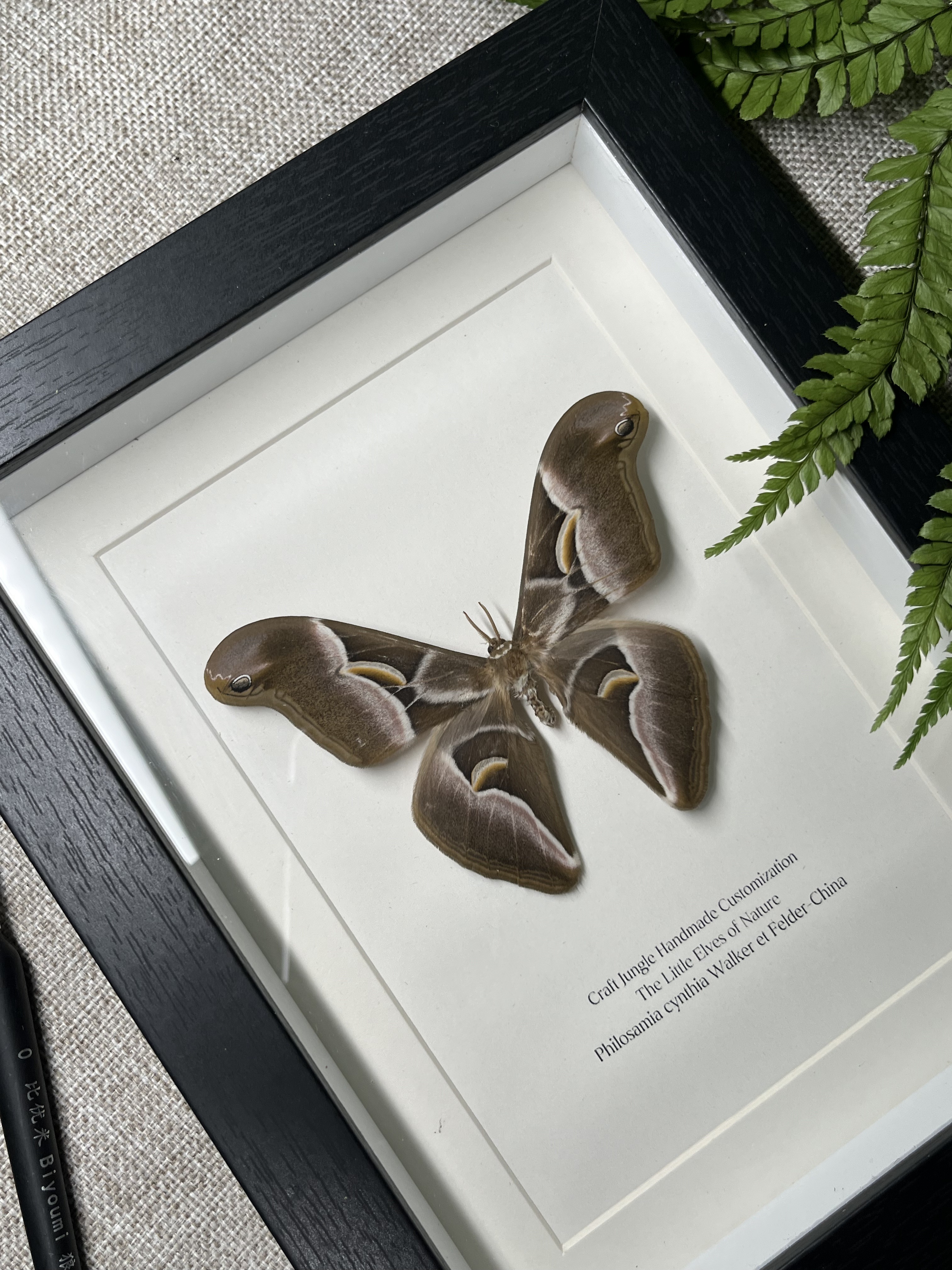 樗蚕蛾王氏天蚕蛾小蛇头蛾飞蛾蝴蝶昆虫标本已展翅裱框摆件挂饰画