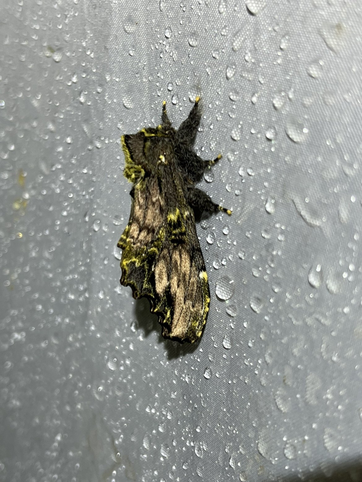 凹缘箩舟蛾a1未整姿原蛾飞蛾蝴蝶昆虫标本素材生物研究学习定制