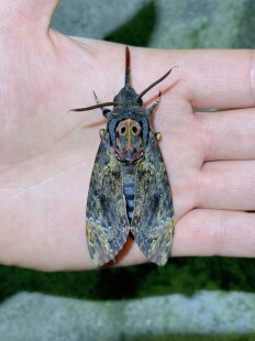 鬼脸天蛾A1/-未展翅原蛾飞蛾蝴蝶昆虫标本素材