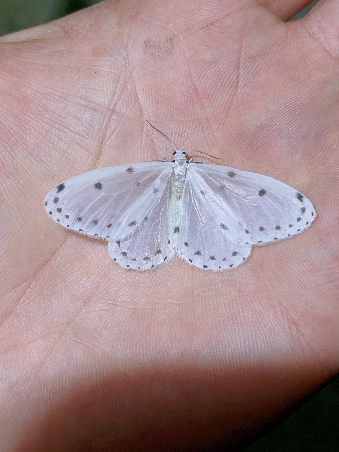女贞尺蛾a1未整姿原蛾飞蛾蝴蝶昆虫标本非常美的半透明蛾子稀有种