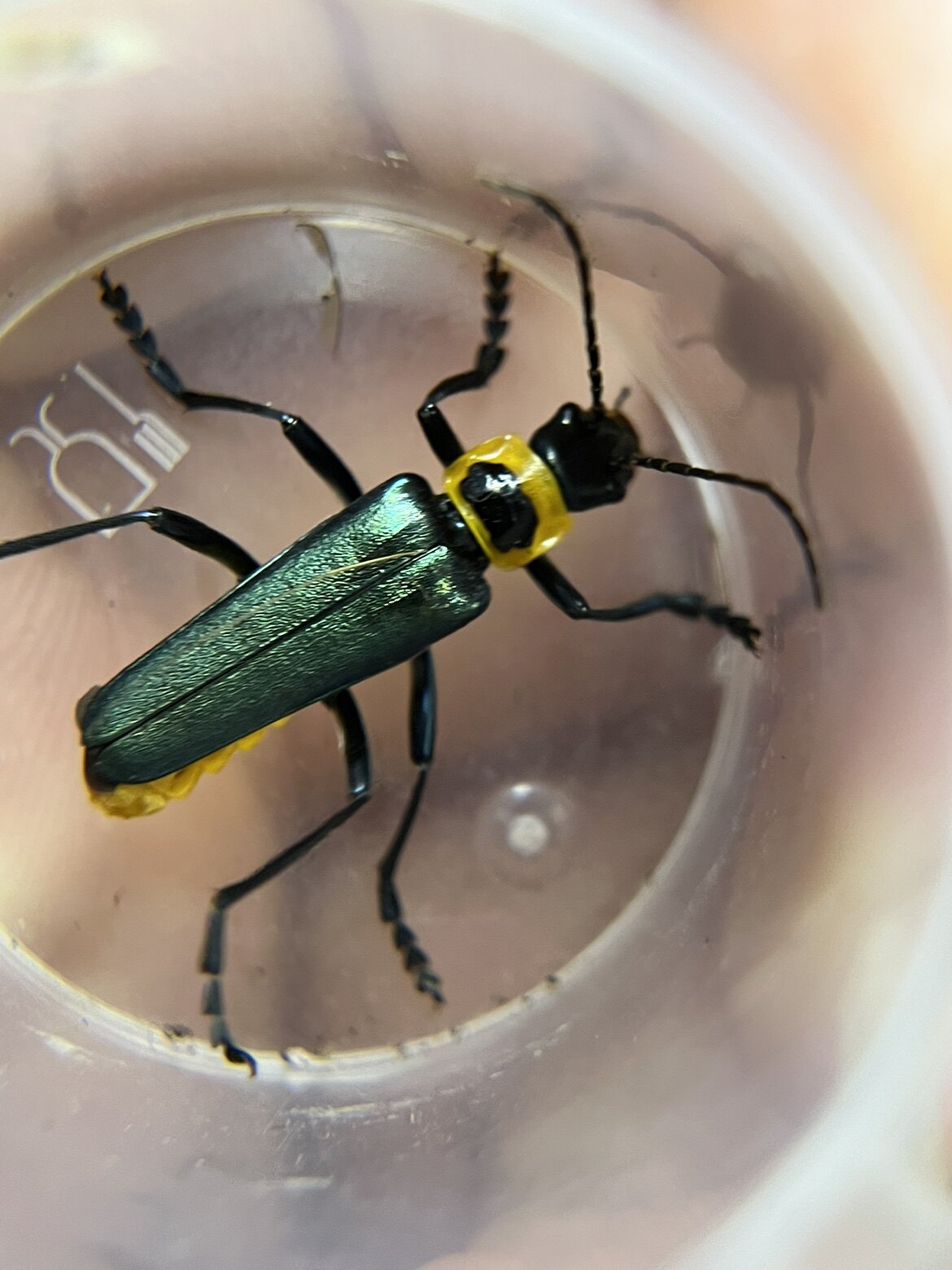 花萤 伪天牛 a1未未整姿原虫 昆虫甲虫标本裱框制作 手工兴趣爱好