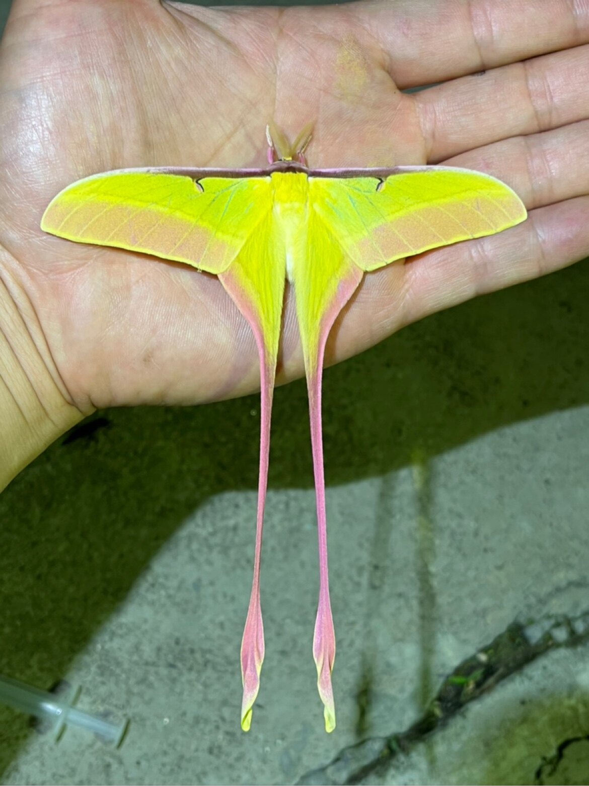 长尾大蚕蛾 长尾天蚕蛾 飞蛾蝴蝶昆虫标本制作裱框工艺品 手工diy