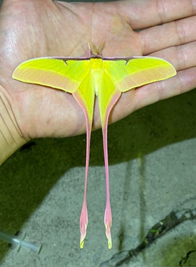 长尾大蚕蛾 长尾天蚕蛾 飞蛾蝴蝶昆虫标本制作裱框工艺品 手工diy