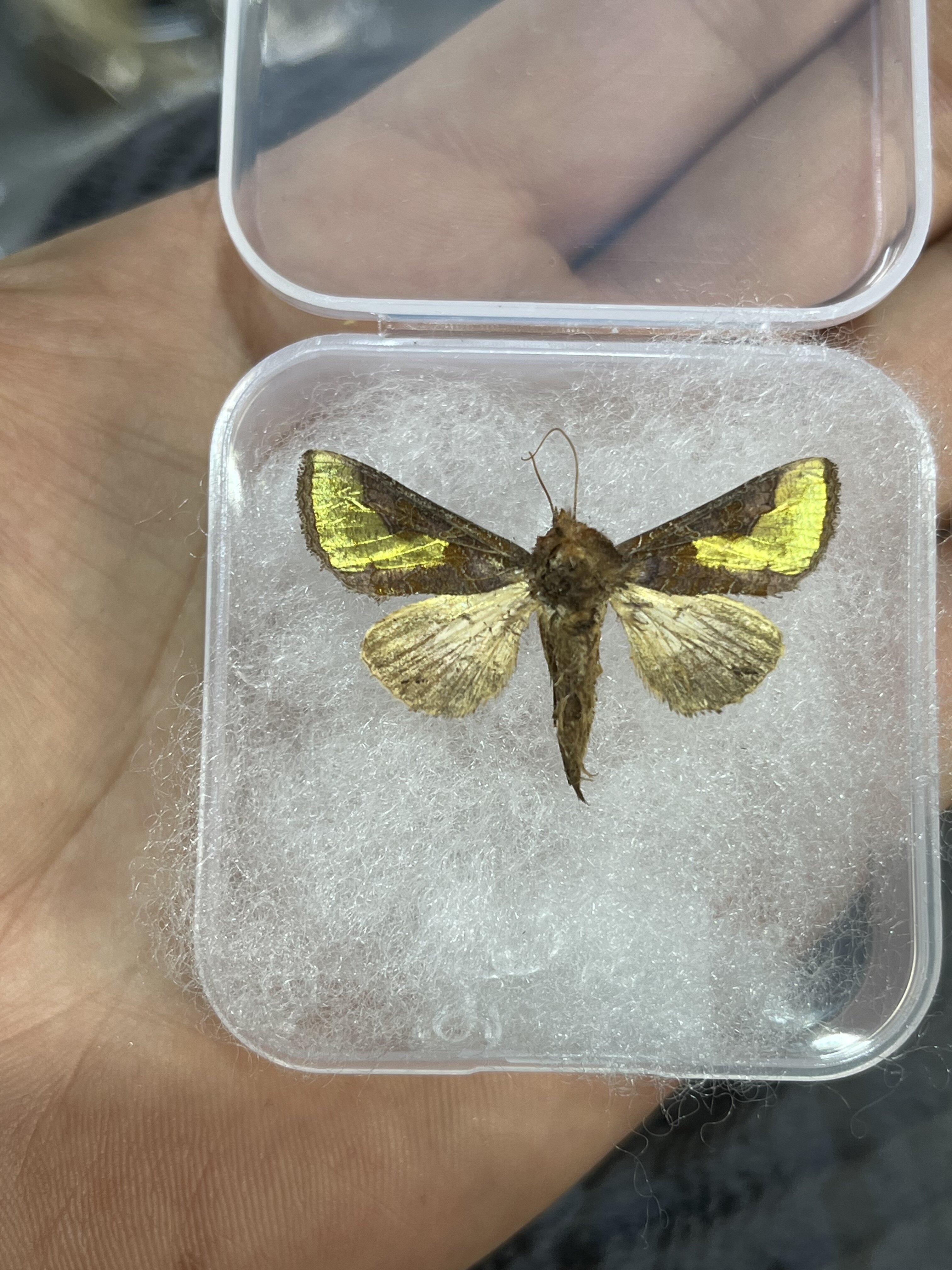 中金弧夜蛾 金色闪蛾a1未整姿原蛾 飞蛾蝴蝶昆虫标本制作工艺品