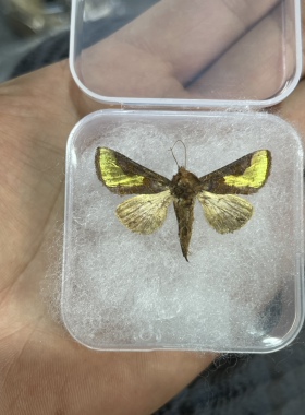 中金弧夜蛾 金色闪蛾A1未整姿原蛾 飞蛾蝴蝶昆虫标本制作工艺品
