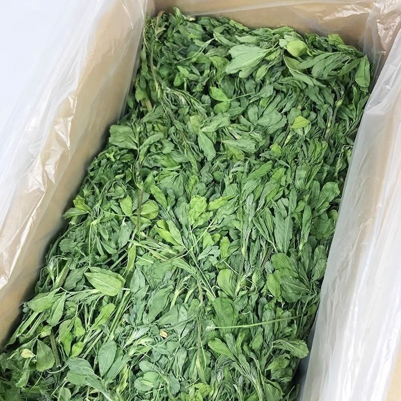 26年新草烘干苜蓿草 兔子豚鼠龙猫幼兔干草牧草饲料兔粮料毛重1kg