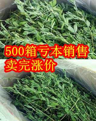 全国包邮26年紫花苜蓿草叶子多兔子龙猫荷兰猪兔子草干草牧草1kg