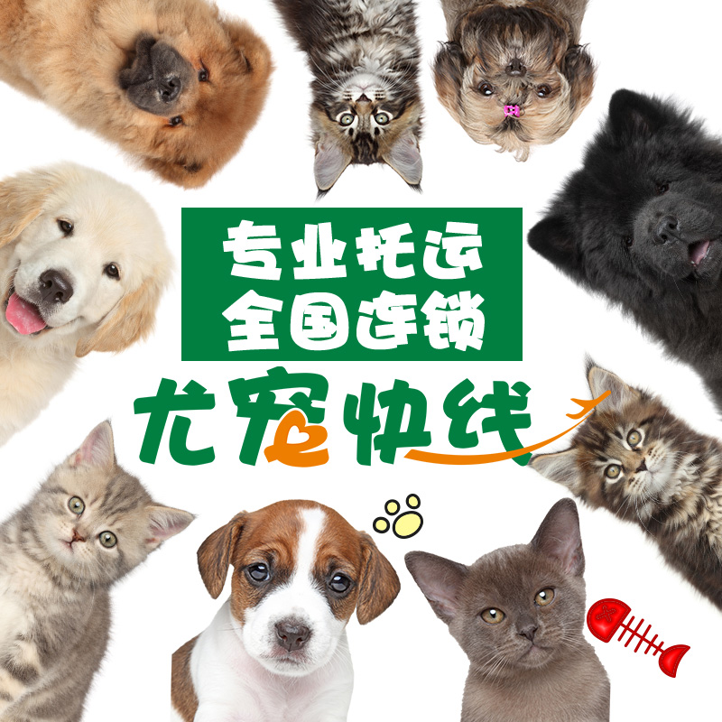 尤宠快线宠物托运服务全国国际广宠物托运