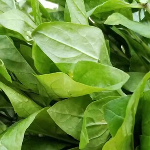 枸杞纯叶新鲜枸杞叶枸杞菜煮汤枸杞嫩叶蔬菜纯叶子农家肥种植营养