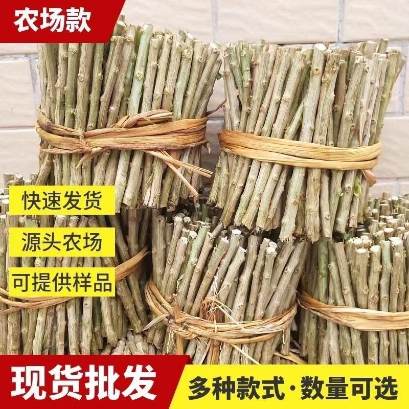 枸杞树苗子树苗大叶食用枸杞叶苗菜苗种植叶绿植室内盆栽景植物苗图片