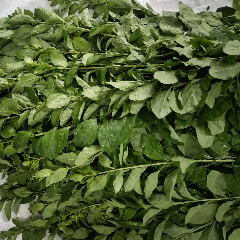 新鲜枸杞菜广东枸杞叶嫩菜农家自种清火养生蔬菜农家菜枝带叶现摘