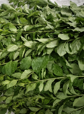 新鲜枸杞菜广东枸杞叶嫩菜农家自种清火养生蔬菜农家菜枝带叶现摘