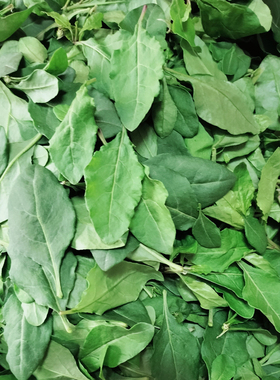 枸杞菜新鲜现摘广东食用枸杞叶菜枸杞菜叶野生枸杞蔬菜广东农菜叶