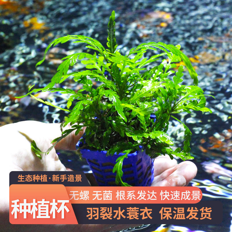 水草羽裂水蓑衣雨蝶雨裂蓑衣鱼缸造景锯齿叶草水下叶有茎类阴性草