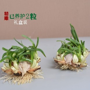 漳州花已养绿单瓣金盏银台雕刻水仙花盆栽春节开花植物客厅年宵花