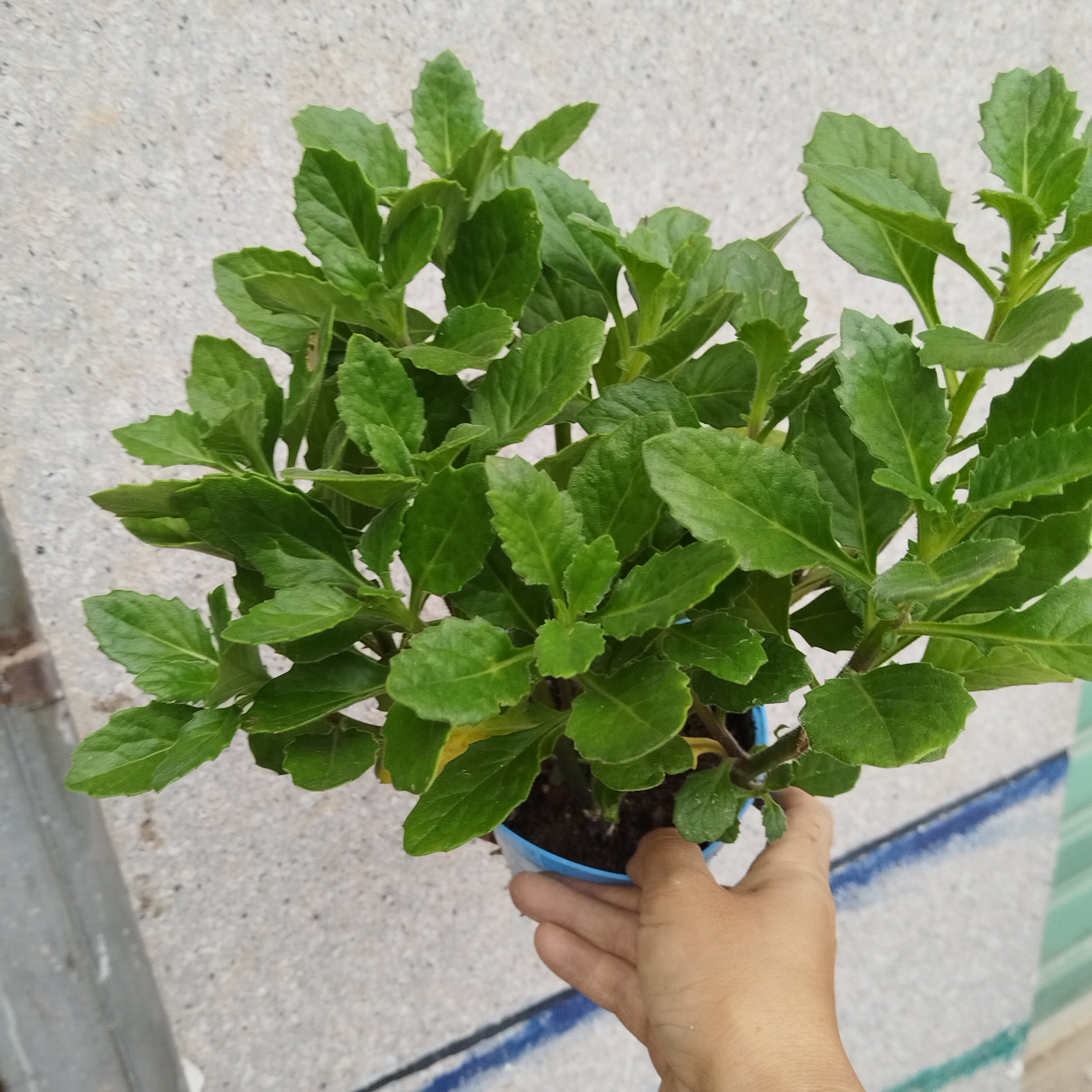 漳州片仔癀草苗养生植物盆栽榨汁桌面绿植