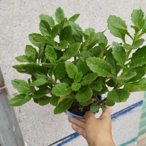 漳州片仔癀草苗养生植物盆栽榨汁炖汤多年生泡茶饮品可食用花草