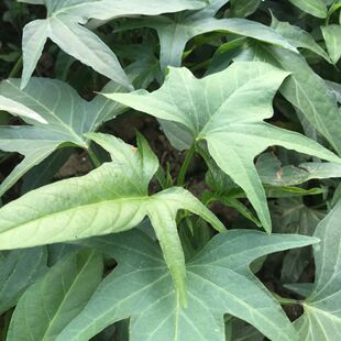 专吃叶子红薯苗种苗食叶型苕尖苗番薯叶食用长寿菜新鲜苕尖种子