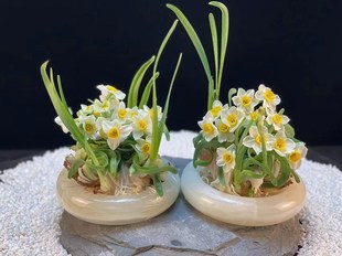 已矮化漳州雕刻水仙花矮化种球室内水培开花春节香味植物年宵花