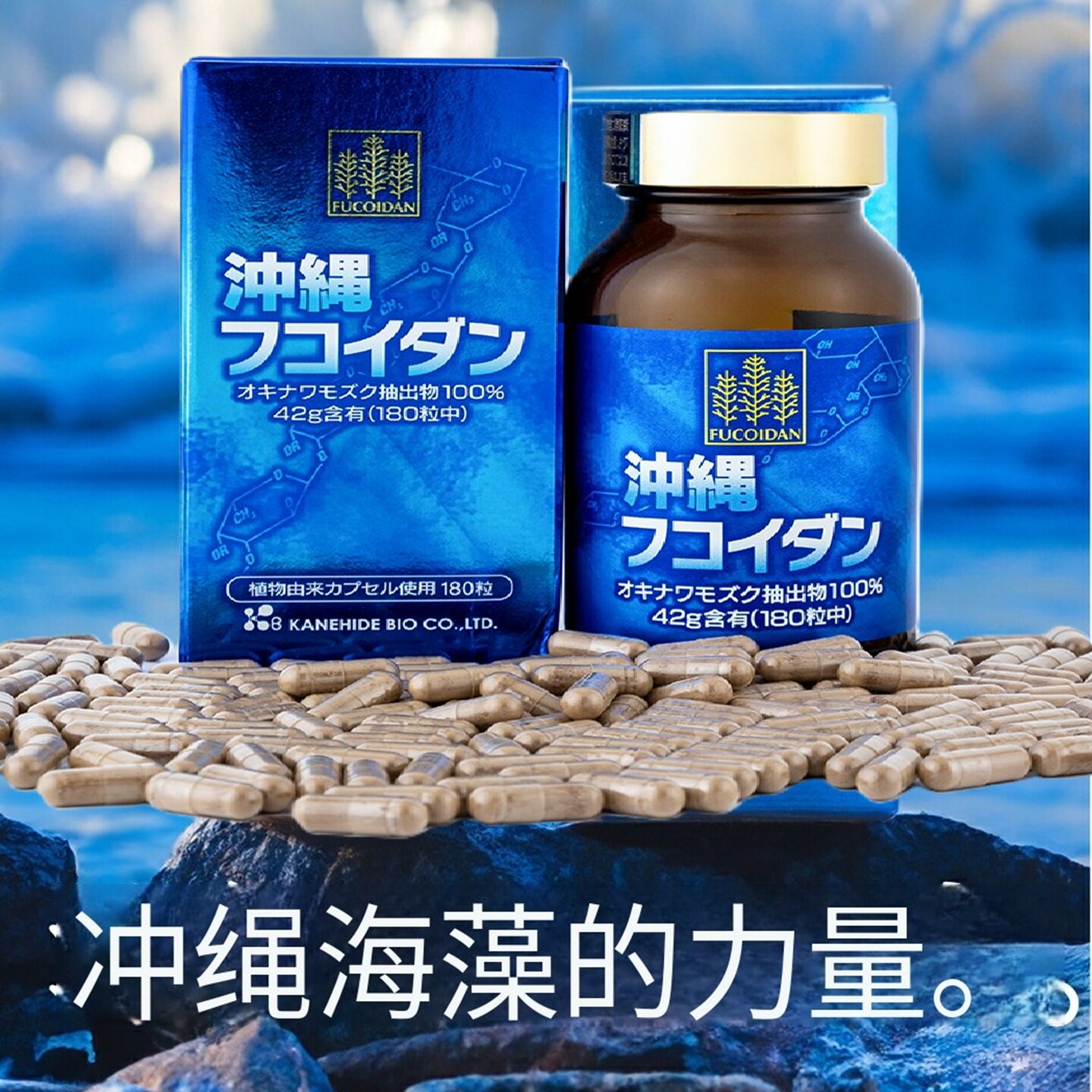 日本冲绳褐藻精华胶囊180粒 五天见海藻营养蓝区守护健康改善体能