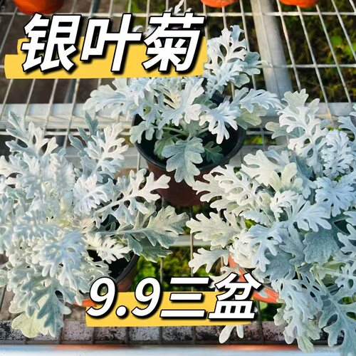 银叶菊银香菊盆栽耐寒好养多年生