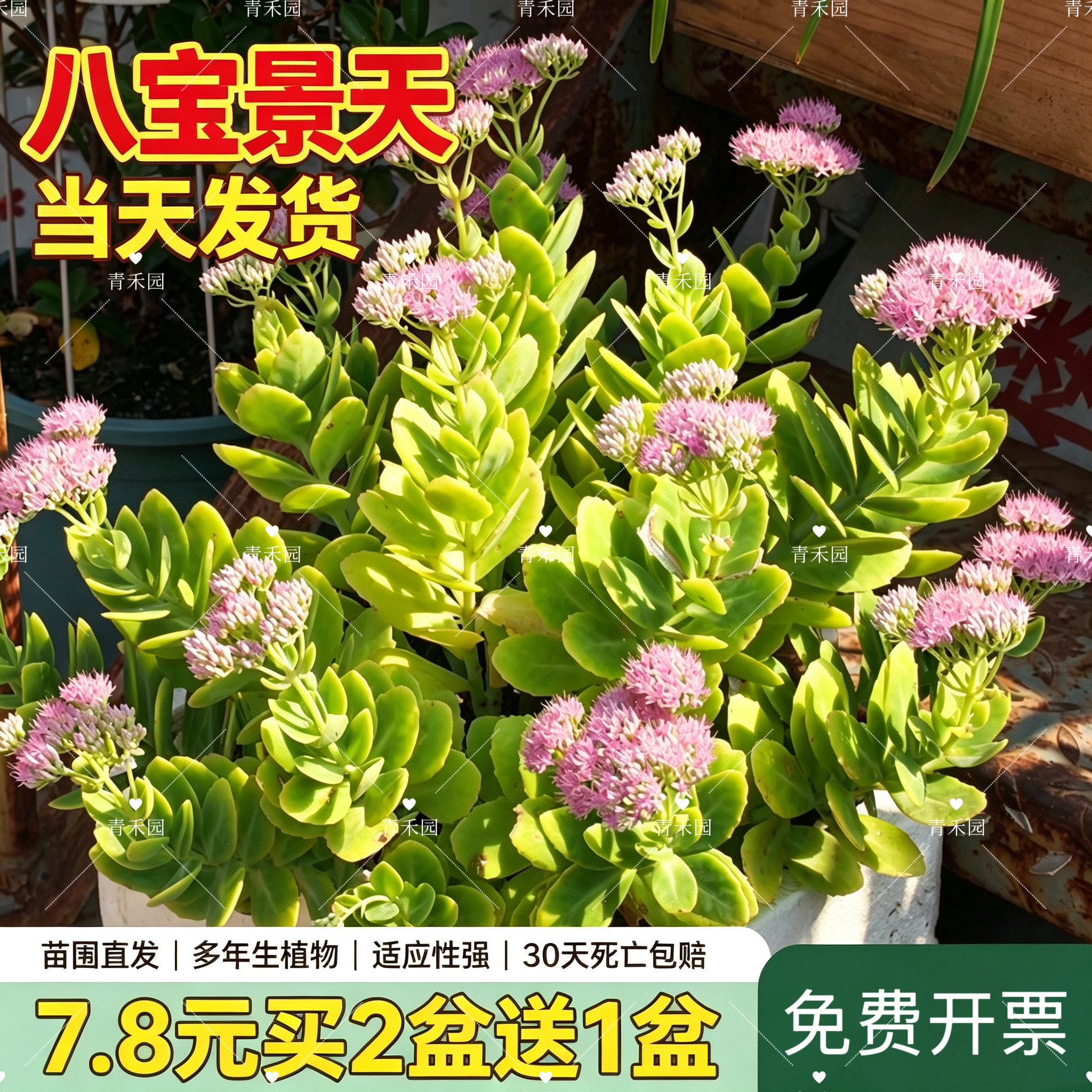 红景天八宝景天耐寒耐旱花园好养