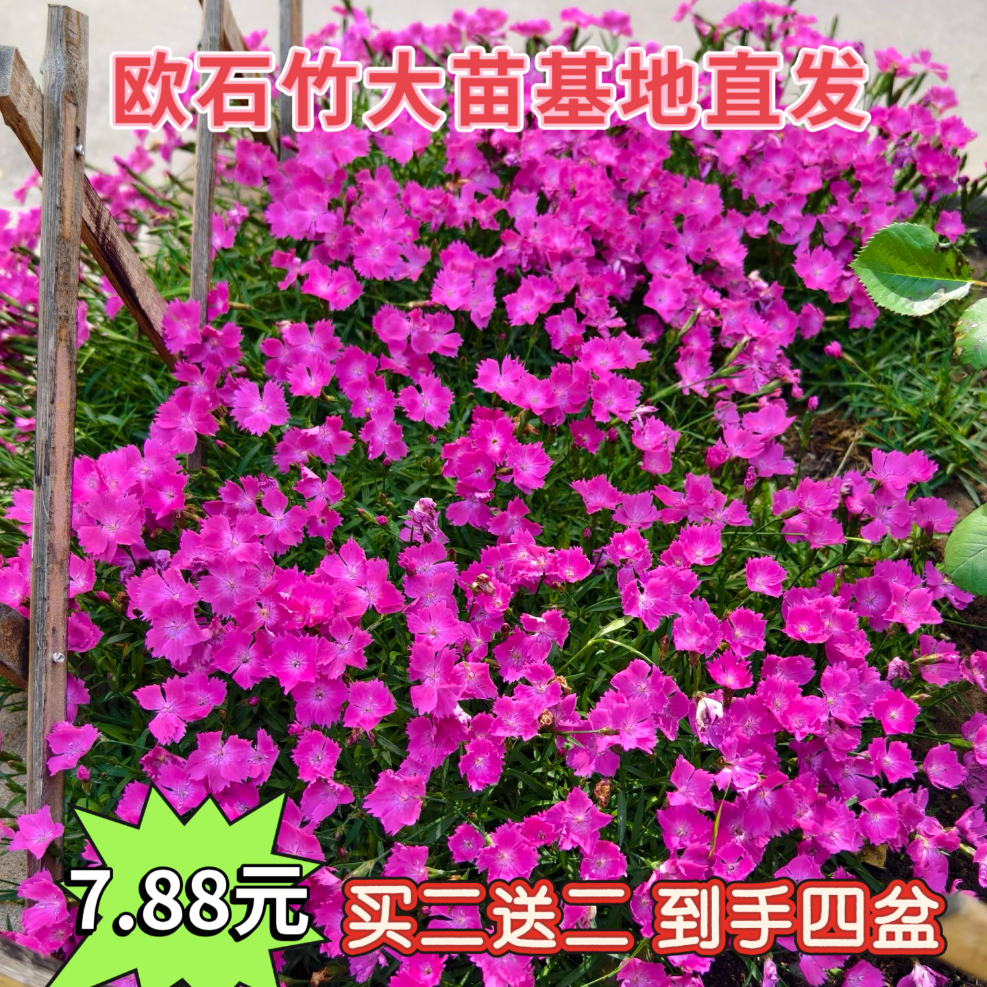 欧石竹花苗石竹花带花苞四季草皮室外草坪易活耐寒植物庭院花期长