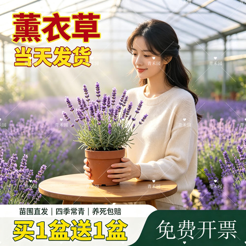 青禾园薰衣草盆栽耐寒耐旱好养
