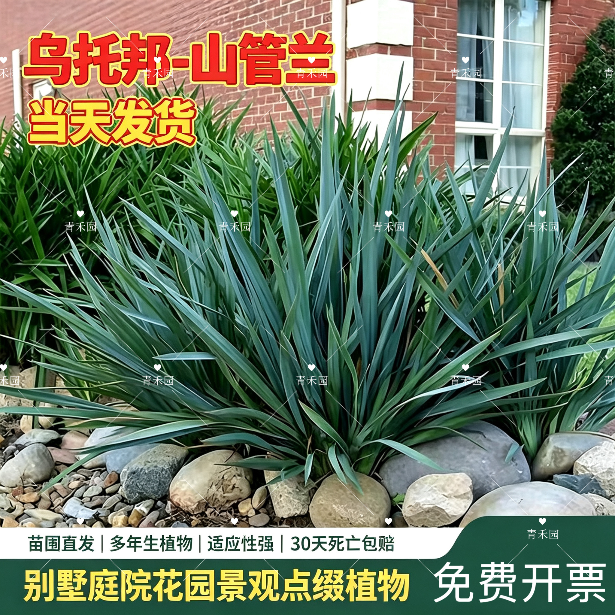 蓝叶乌托邦山菅兰盆栽花境造景