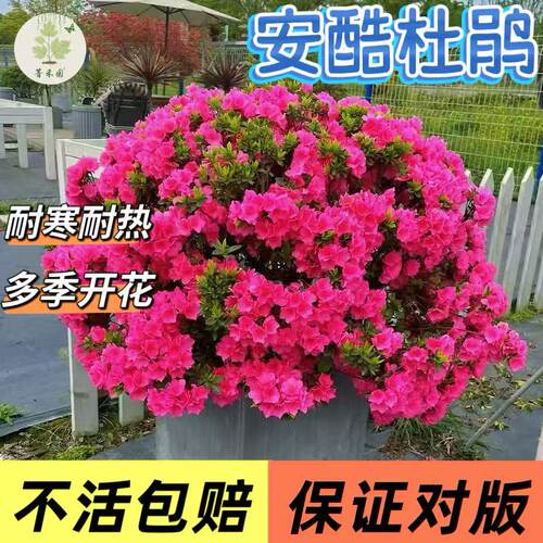 康乃馨安酷杜鹃花盆栽多季开花