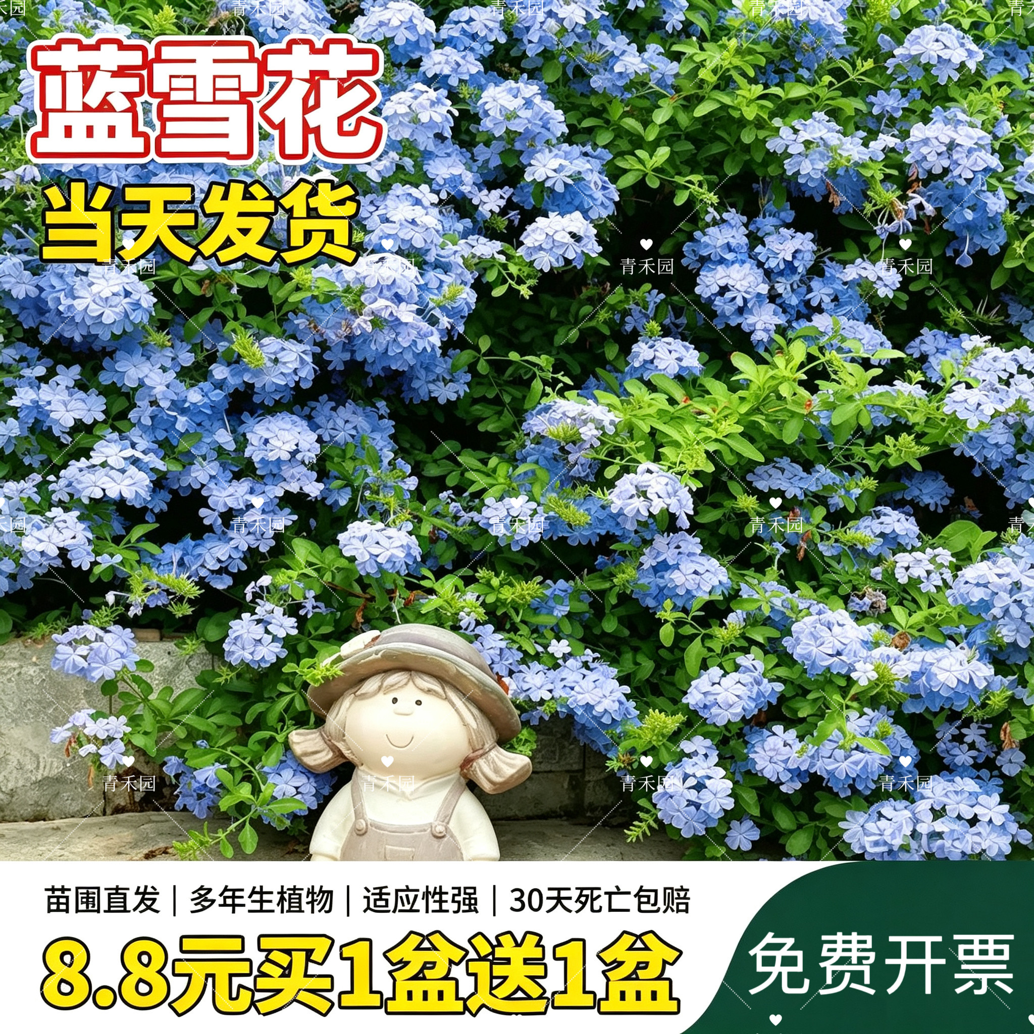 蓝雪花盆栽大苗阳台好养耐晒花卉