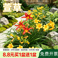 大花常绿金娃娃萱草耐寒耐旱栽地被植物花池花镜别墅庭园花园好养