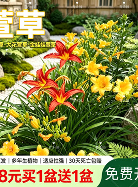 青禾园金娃娃萱草耐寒耐旱好养