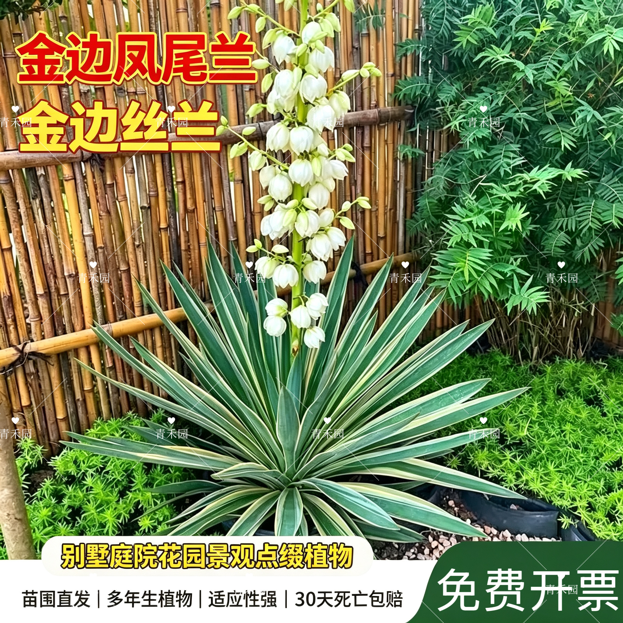 青禾园金边凤尾兰耐寒耐旱好养