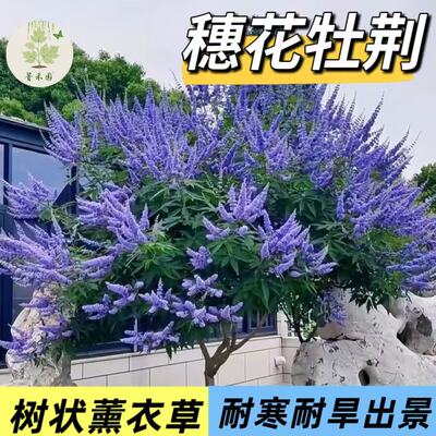 穗花牡荆盆栽大苗耐热耐寒