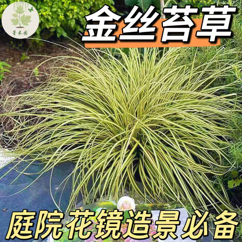 花境植物金叶苔草盆栽庭院室外植物多年生耐寒耐热金丝苔草四季