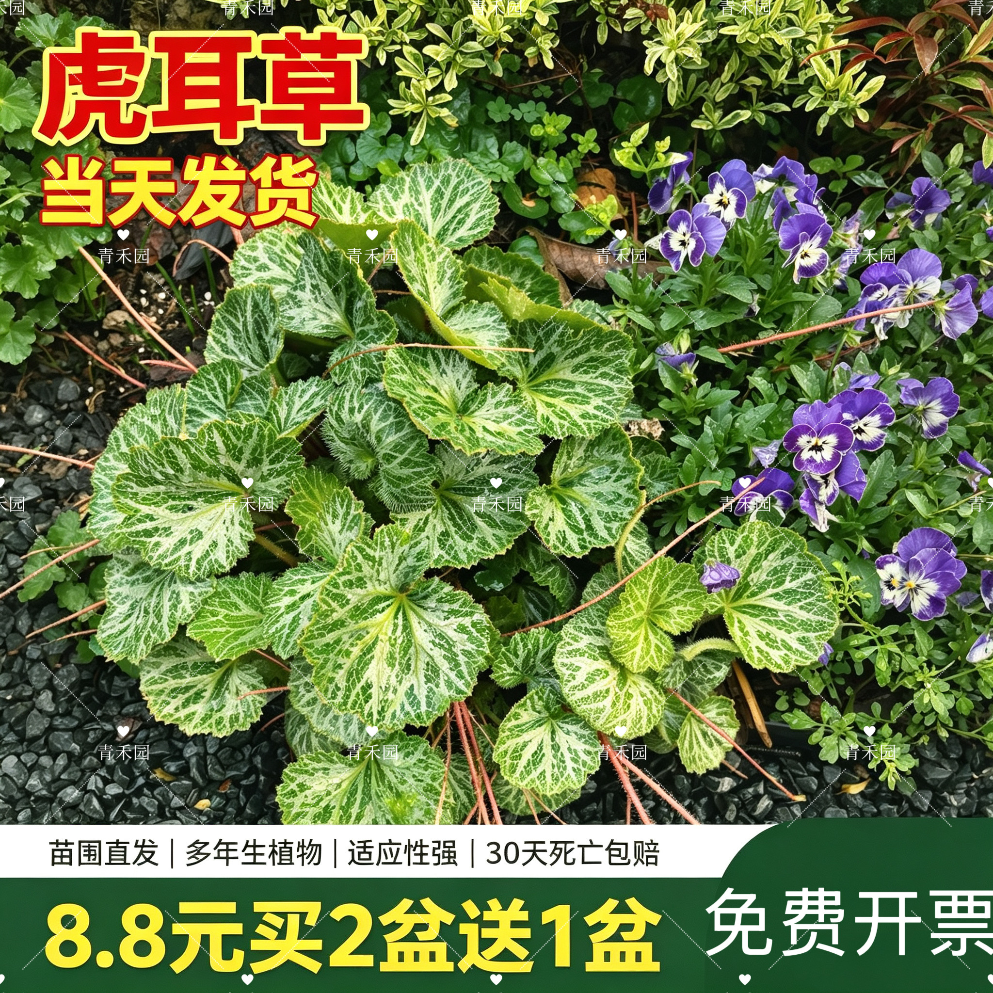 虎耳草盆栽金丝荷叶苗假山造景室内花卉绿植吊金钱好养活观赏花卉